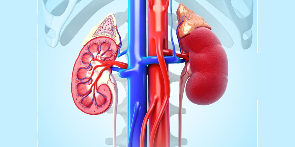 Kidneys-3-web