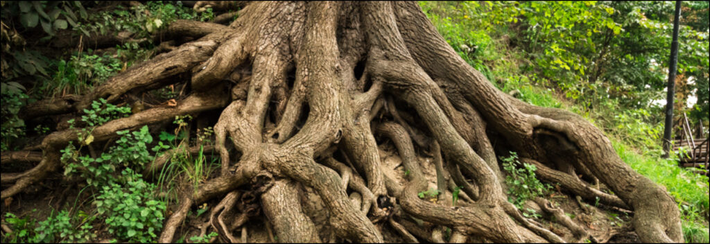 Root System
