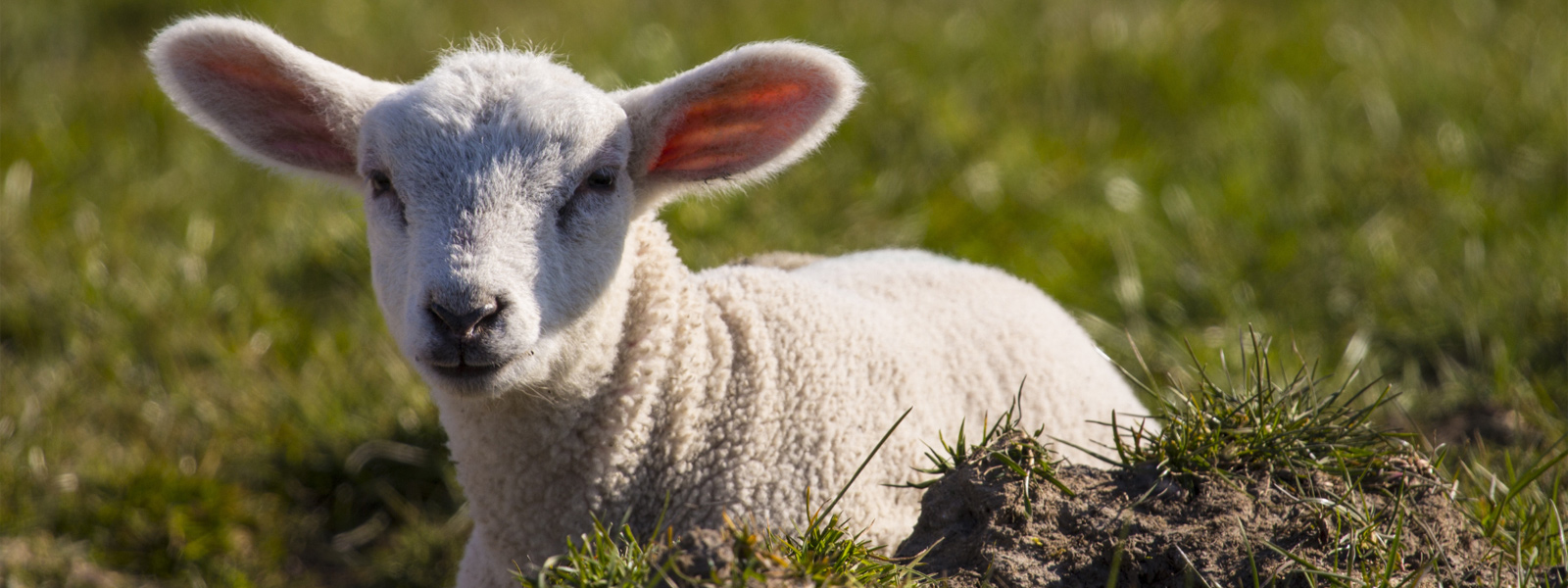 Passover-Lamb-website Passover Lamb